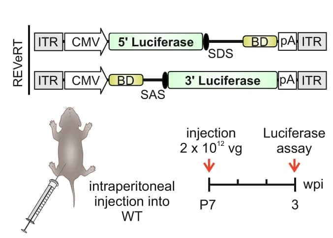 Open access visualization of Workflow, Illustration, AAV, Luciferase