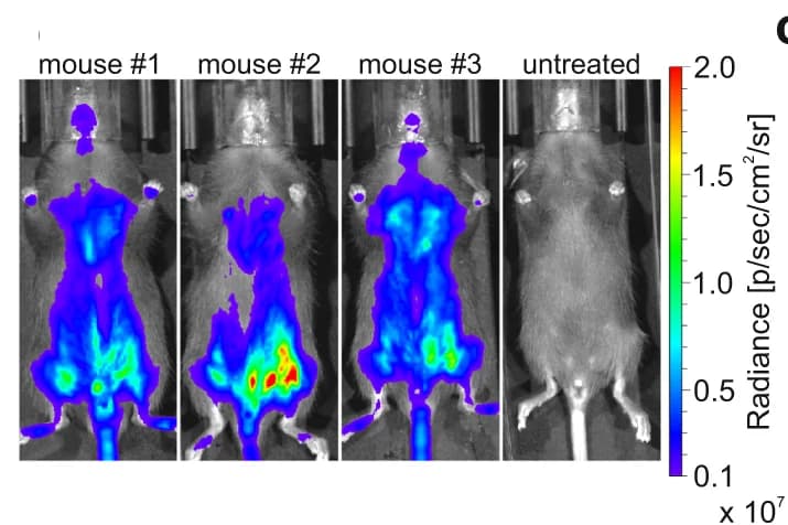 Open access visualization of Microscopy, Luminescence, Mice, AAV9, Luciferin