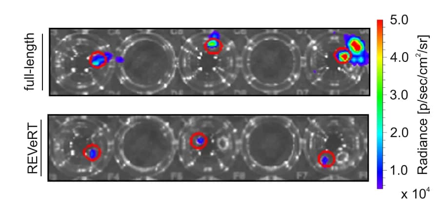 Open access visualization of Microscopy, Luminescence, Organoids, AAV, Luciferase