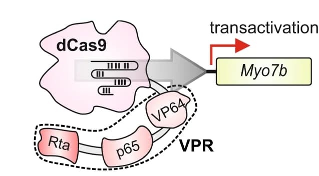 Open access visualization of Workflow, Flowchart, Illustration, dCas9-VPR, Myo7b promoter
