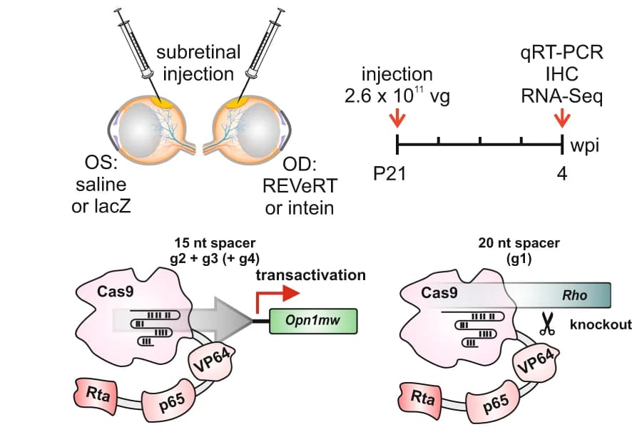 Open access visualization of Illustration, Workflow, Experimental design, sgRNAs, Rho