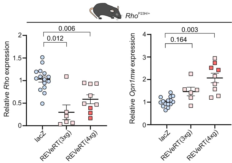 Open access visualization of Scatter Plot, Error Bars, Rho expression, Opn1mw expression, Rho P23H/+ mice