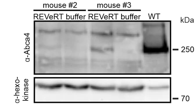 Open access visualization of Gel, Western blot, Retinas