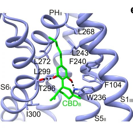 Open access visualization of Protein Structure, Chemical Structure, CBD B, KCNQ2, Hydrogen Bonds