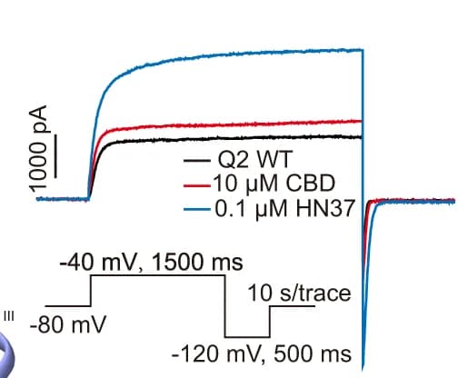 Open access visualization of Line Plot, KCNQ2 Currents, CBD, HN37, Electrophysiology