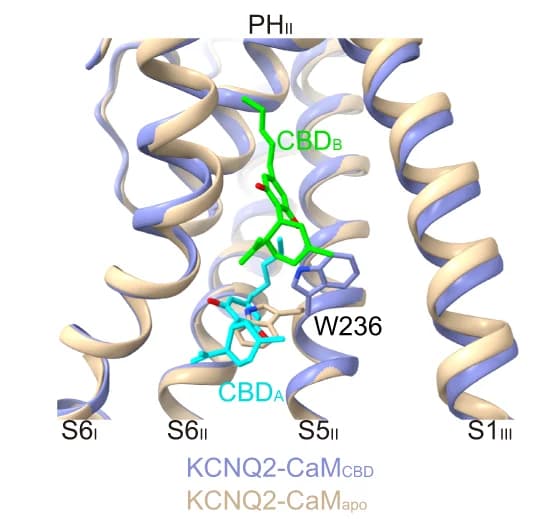 Open access visualization of Protein Structure, Chemical Structure, CBDs, Rotamer Change, Trp236