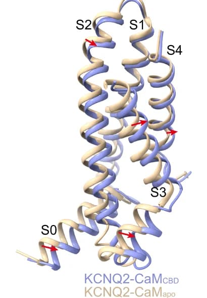 Open access visualization of Protein Structure, Structural Comparison, VSDs, KCNQ2-CaM, Apo