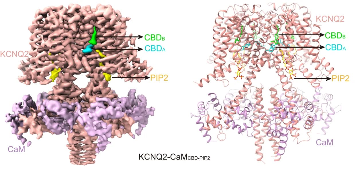 Open access visualization of Protein Structure, 3D Plot, Chemical Structure, 3D Reconstruction, Cartoon Model