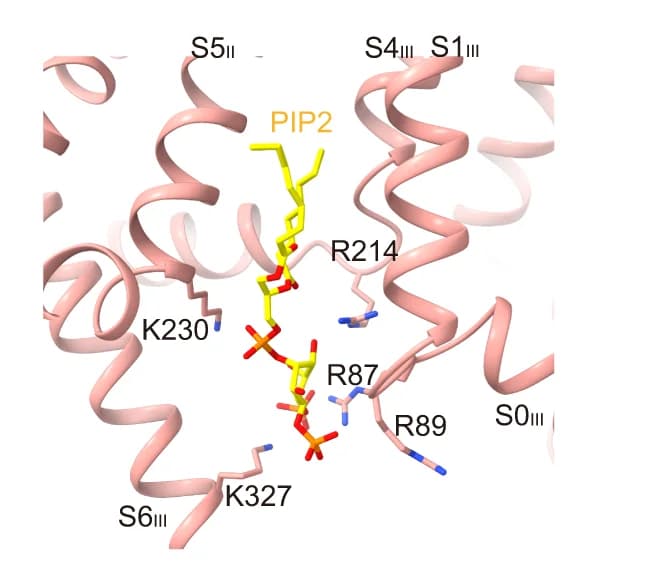 Open access visualization of Protein Structure, Chemical Structure, Binding Site, PIP2, KCNQ2