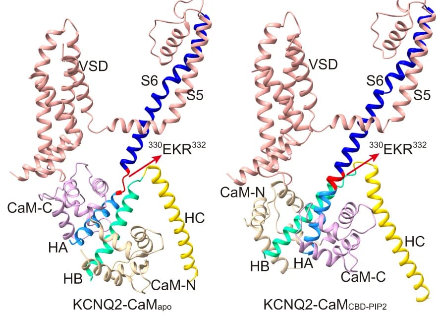 Open access visualization of Protein Structure, Structure Arrangements, CTD, CaM, KCNQ2-CaM apo