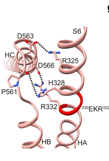Open access visualization of Protein Structure, Interactions, S6, HB-HC Linker, Salt Bridge