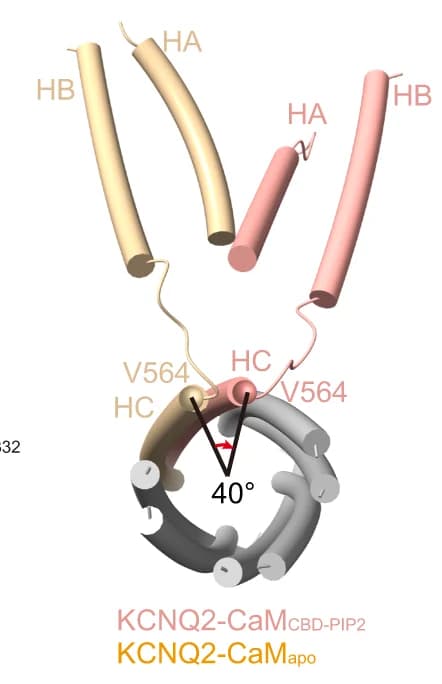 Open access visualization of Protein Structure, Structural Comparison, HA Helix, HB Helix, HC Helix