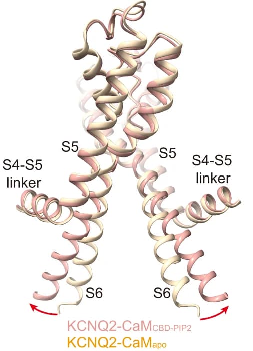 Open access visualization of Protein Structure, Pore Domains, KCNQ2-CaM apo, KCNQ2-CaM CBD-PIP2, Conformational Change