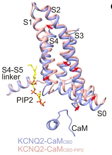 Open access visualization of Protein Structure, VSDs, KCNQ2, CaM, CBD