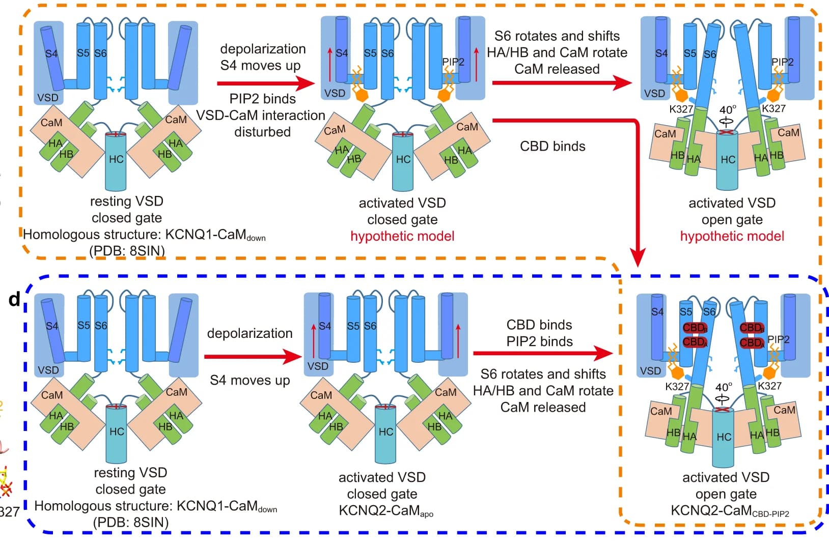 Open access visualization of Workflow, Illustration, CBD, PIP2, KCNQ2