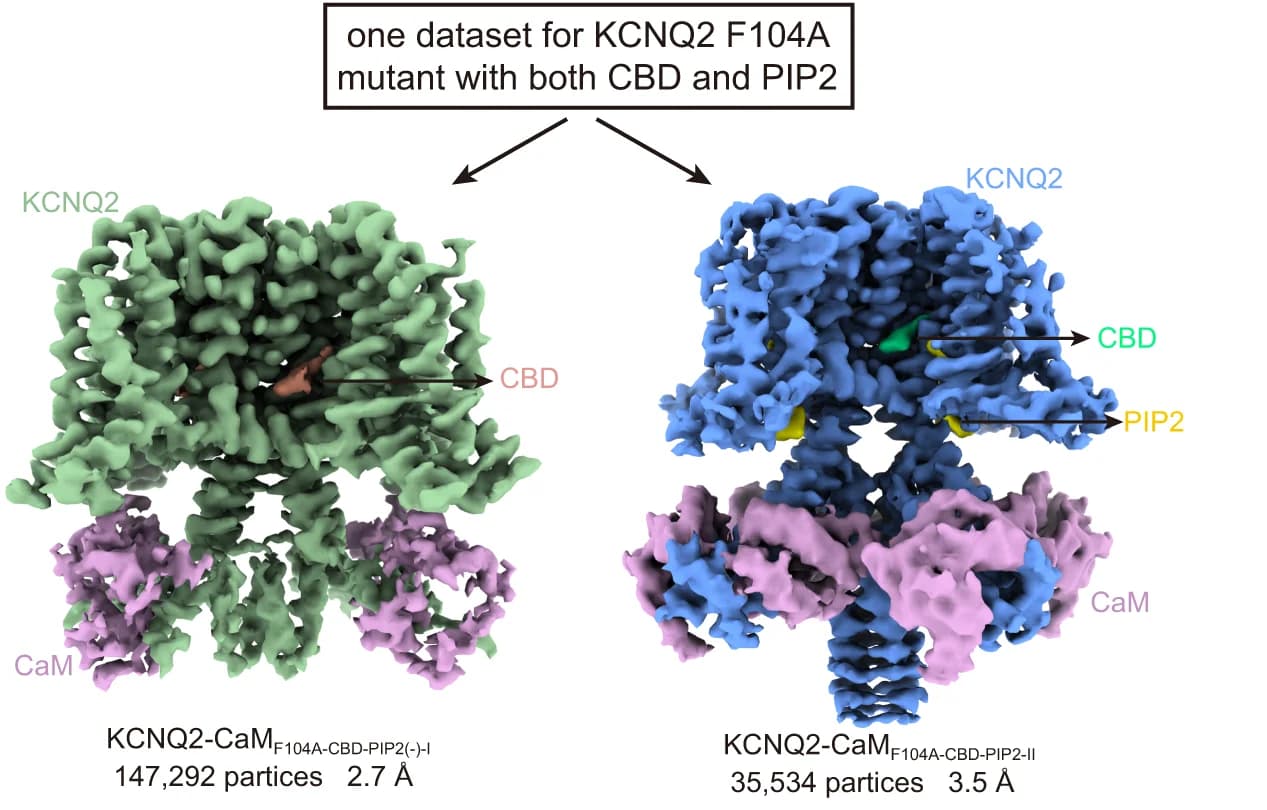 Open access visualization of Protein Structure, KCNQ2-CaM F104A Maps, KCNQ2 F104A Mutant, CBD, PIP2