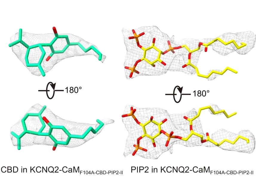 Open access visualization of Chemical Structure, Density Maps, CBD Molecule, PIP2 Molecule, Orientations