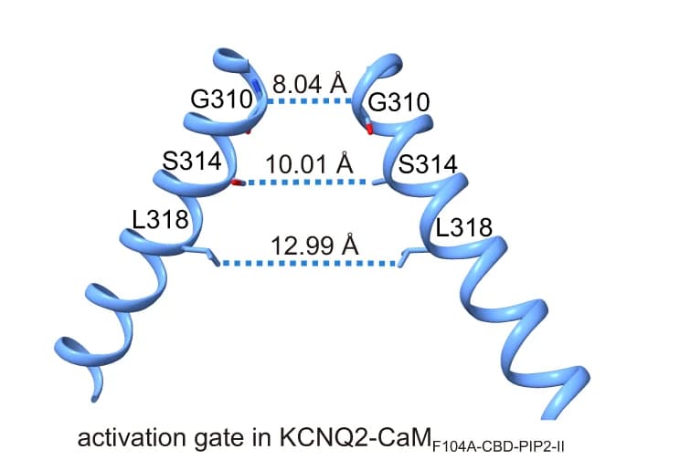 Open access visualization of Protein Structure, Open Activation Gate, KCNQ2-CaM F104A-CBD-PIP2, Atom-to-atom Distance, Gly310