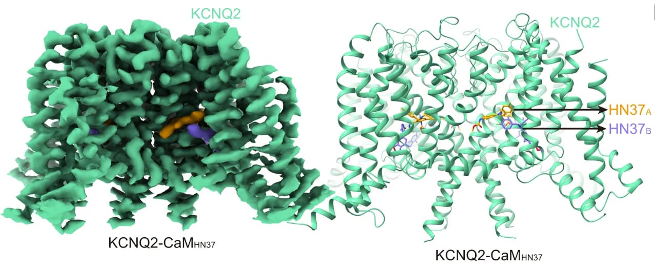 Open access visualization of Protein Structure, 3D Plot, 3D Reconstruction, Cartoon Model, KCNQ2-CaM HN37