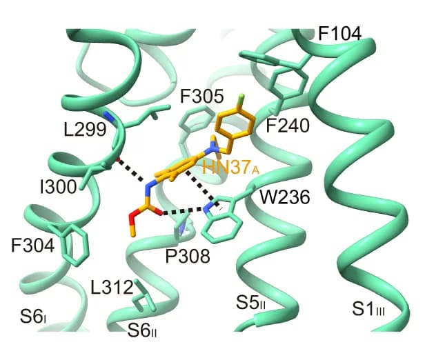 Open access visualization of Protein Structure, Chemical Structure, Interactions, HN37 A, KCNQ2