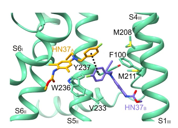 Open access visualization of Protein Structure, Chemical Structure, Interactions, CBD B, KCNQ2