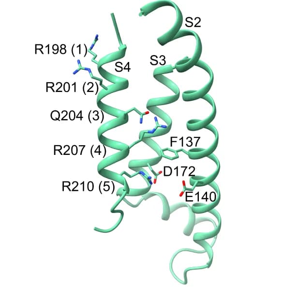 Open access visualization of Protein Structure, Activated VSD, KCNQ2-CaM HN37, Residues, Side Chains