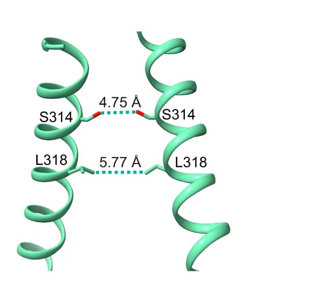 Open access visualization of Protein Structure, Closed Activation Gate, KCNQ2-CaM HN37, Residues, Atom Distance