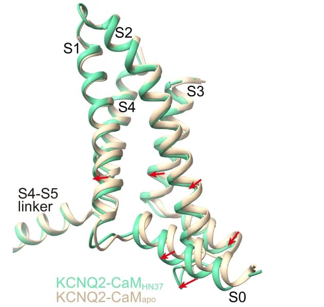 Open access visualization of Protein Structure, Structural Comparison, VSDs, KCNQ2-CaM Apo, KCNQ2-CaM HN37