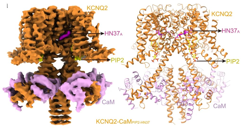 Open access visualization of Protein Structure, 3D Plot, 3D Reconstruction, Cartoon Model, KCNQ2-CaM PIP2-HN37