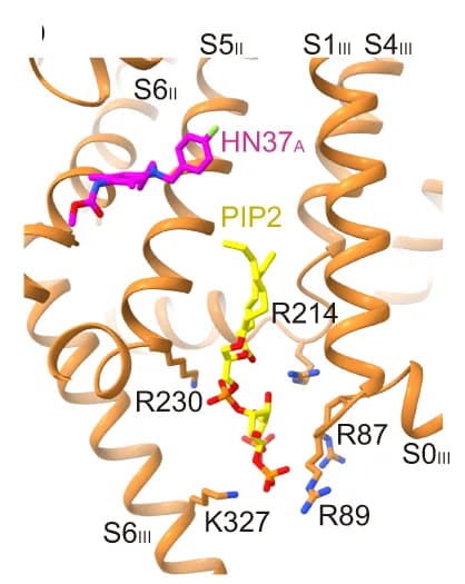 Open access visualization of Protein Structure, Chemical Structure, Binding Site, PIP2, HN37 A