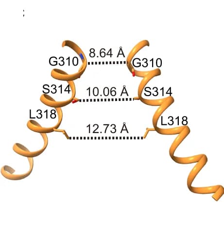 Open access visualization of Protein Structure, Open Activation Gate, KCNQ2-CaM PIP2-HN37, Distance, Residues