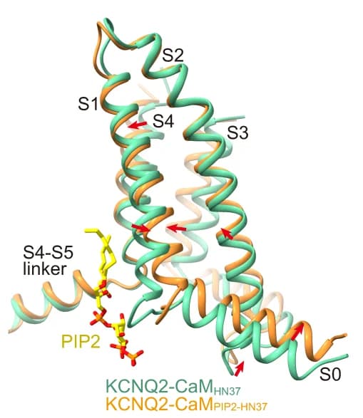 Open access visualization of Protein Structure, Structural Comparison, VSDs, KCNQ2-CaM PIP2-HN37, KCNQ2-CaM HN37
