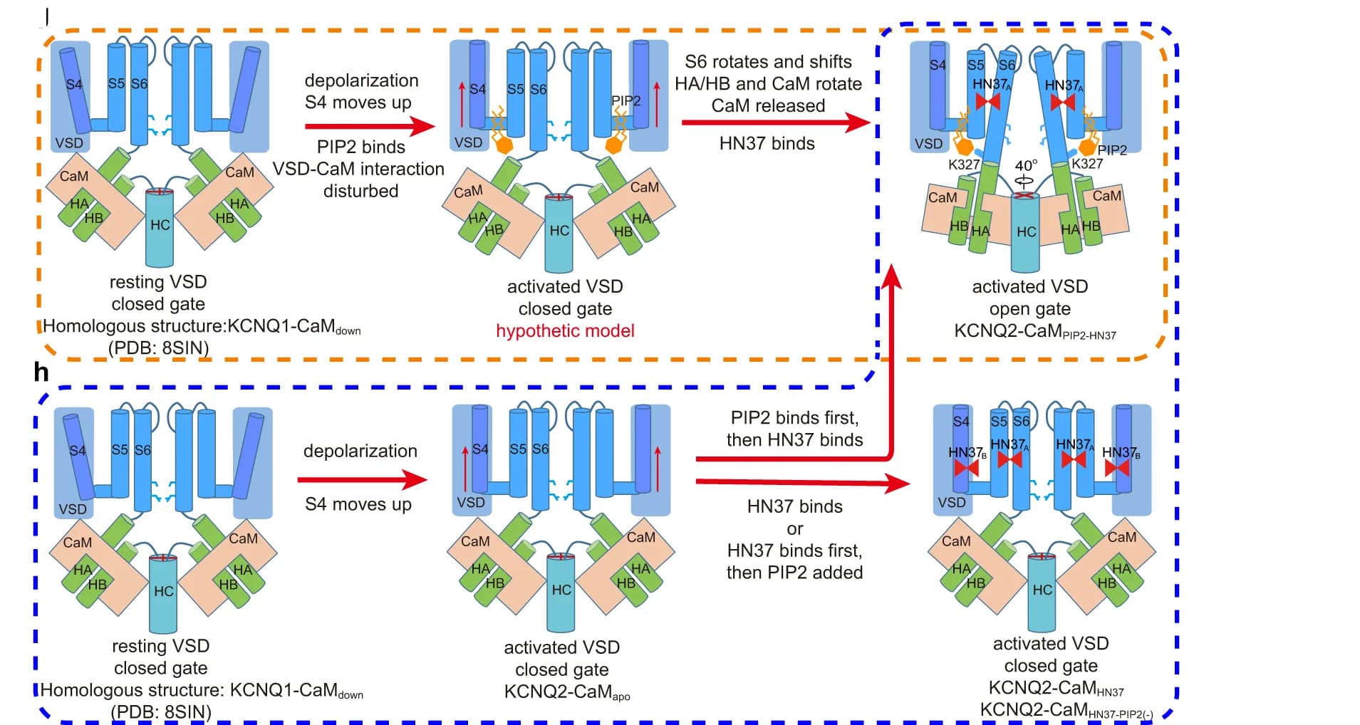Open access visualization of Workflow, Illustration, HN37, PIP2, Activation Mechanism