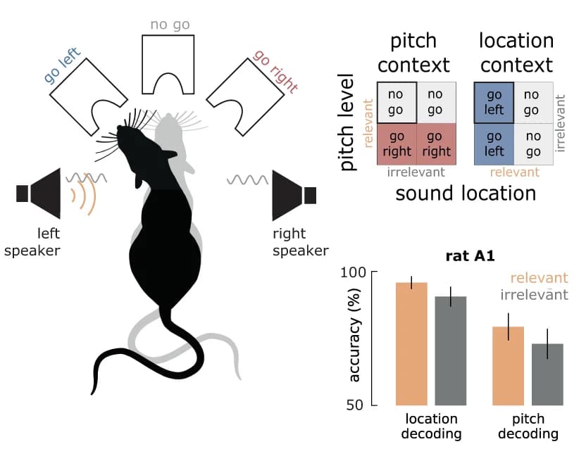 Open access visualization of Bar Plot, Error Bars, Illustration, Auditory discrimination, Go/No-Go task