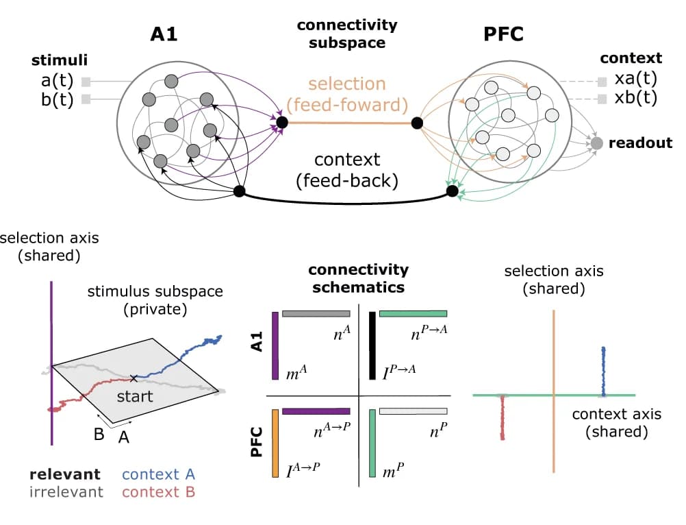 Open access visualization of Workflow, Flowchart, A1, PFC, Connectivity