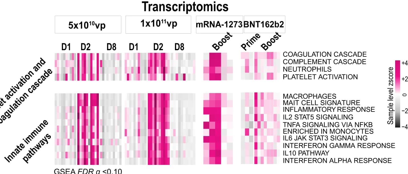 Open access visualization of Heatmap, Clustered, Transcriptomics, Platelet Activation, Coagulation Cascade