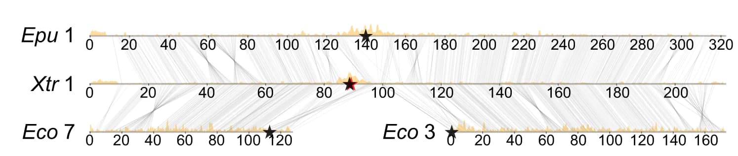 Open access visualization of Sankey, Line Plot, Robertsonian Translocation, Lineage, Chromosomes