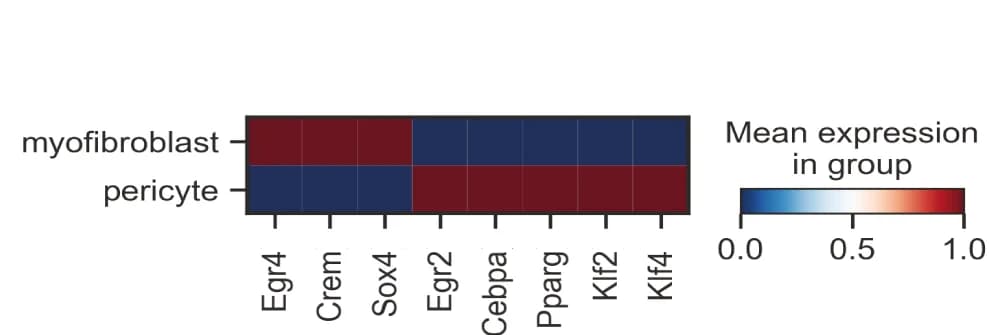 Open access visualization of Heatmap, Regulons, Gene Expression, Myofibroblasts, Pericytes