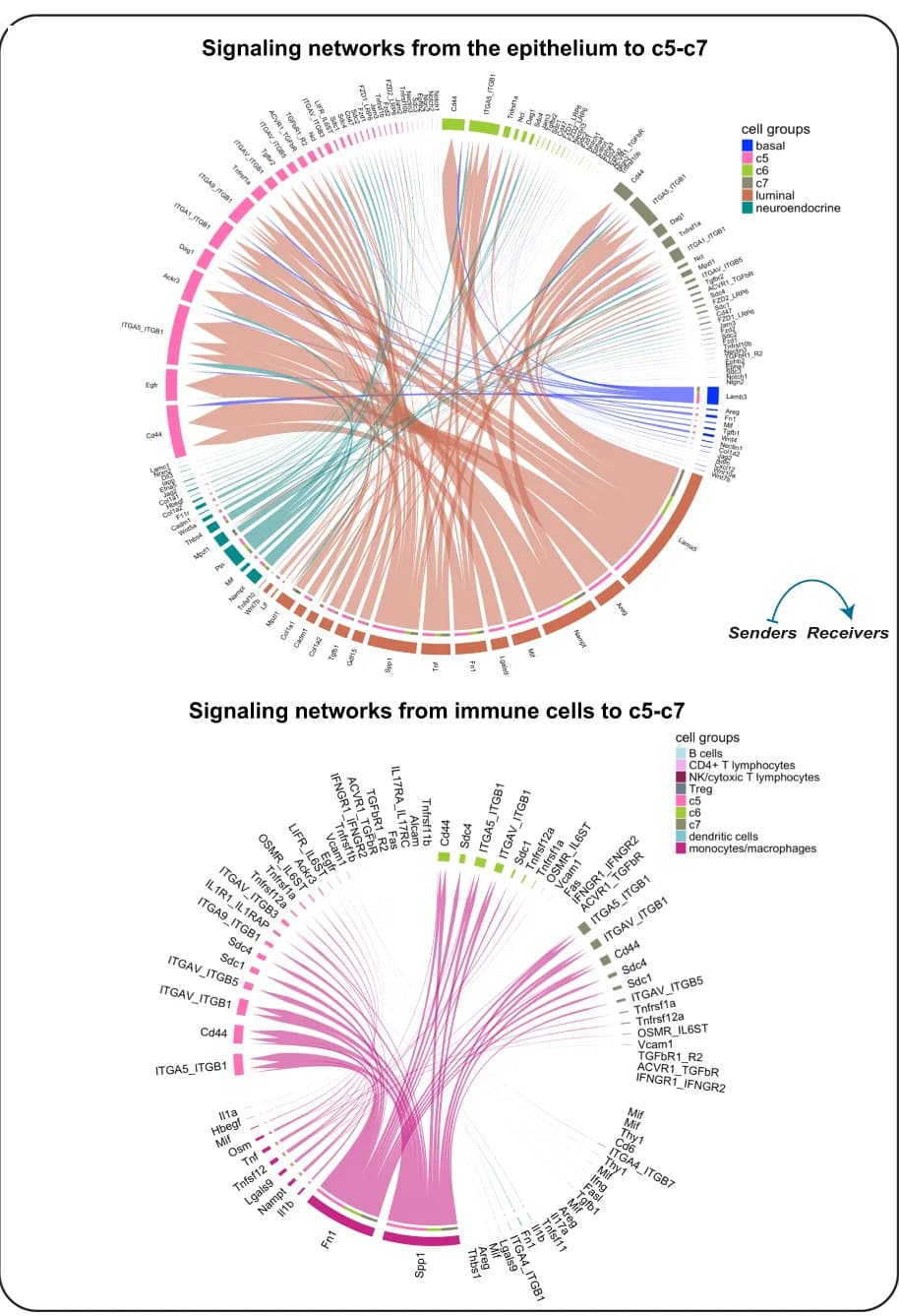 Open access visualization of Pathway, Chord, Chord Diagrams, Ligand-Receptor Interactions, Epithelium