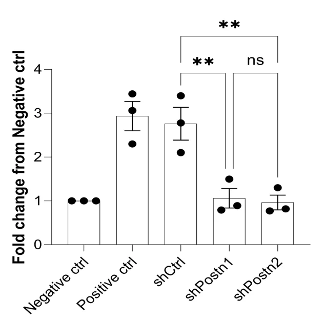 Open access visualization of Bar Plot, Error Bars, Quantification, 22rv1, MYCN