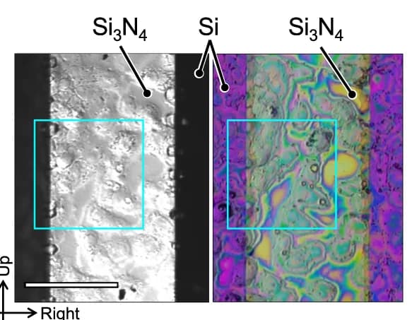 Open access visualization of Microscopy, Photo, Hep G2, Visible-Light Micrographs, Differential Interference Contrast Microscopy