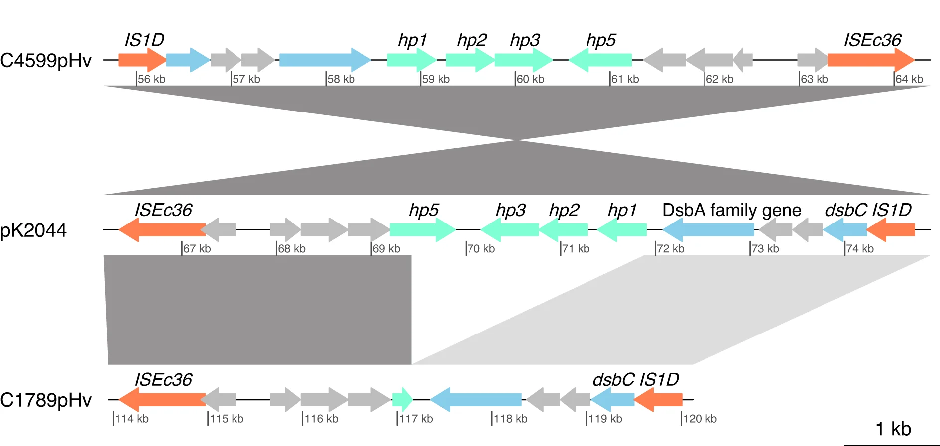 Open access visualization of Workflow, Illustration, Mobile Elements, Hypothetical Genes, Virulence Plasmid