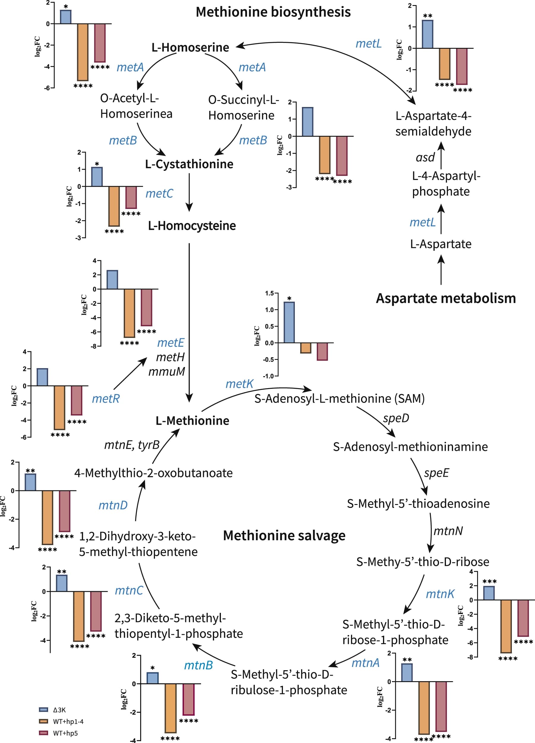 Open access visualization of Workflow, Bar Plot, Catalytic Enzyme Genes, Gene Expression, RNA-seq