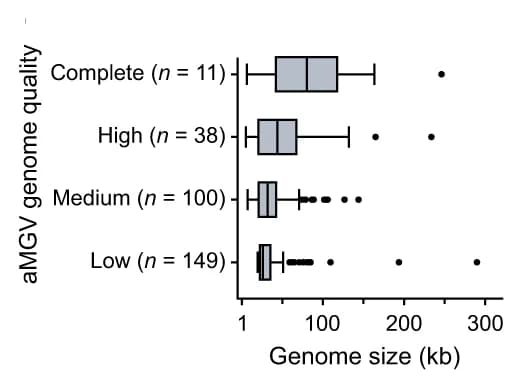 Open access visualization of Box Plot, Genome Size, Ancient Metagenomic Viruses, aMGVs, Genome Quality