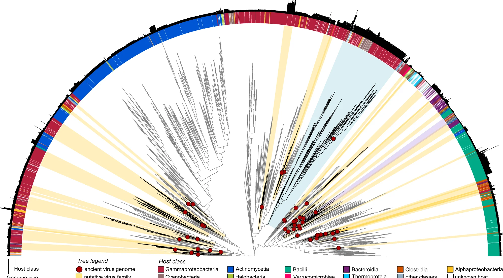 Open access visualization of Network, Pathway, Ancient Phages, ViPTreeGen, Phages