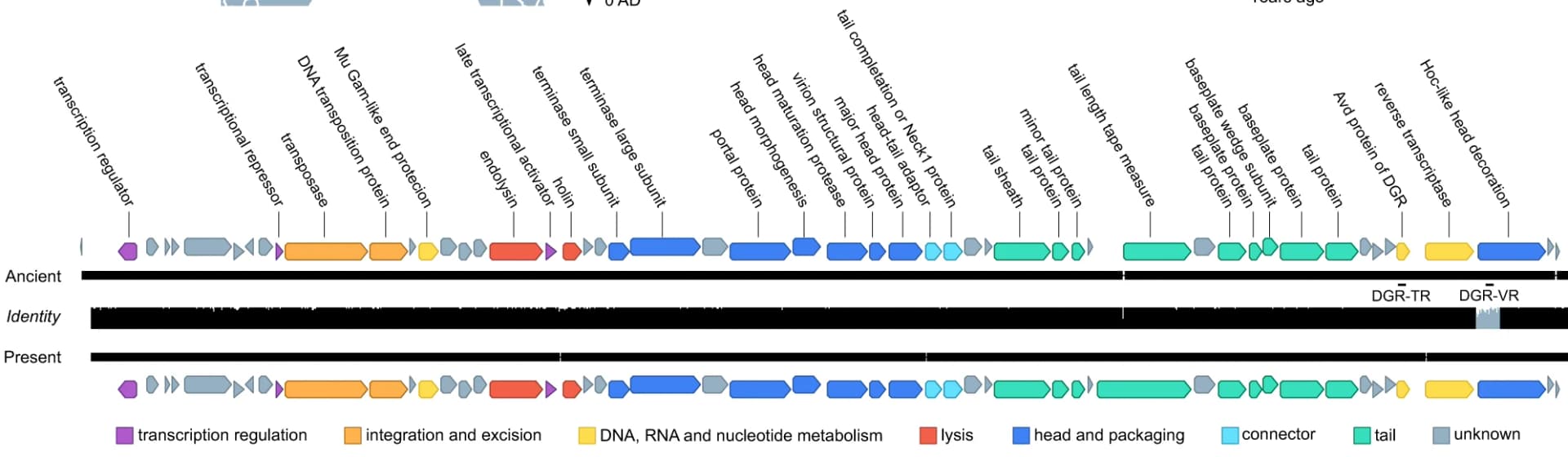 Open access visualization of Workflow, Illustration, Sequence Conservation, Gene Organization, Genomes