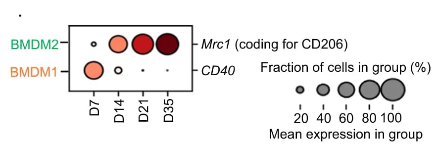 Open access visualization of Bubble Plot, CD40, CD206, BMDM1, BMDM2