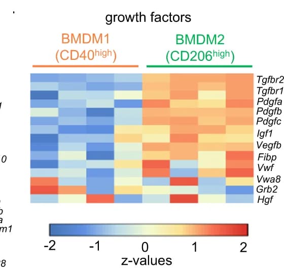 Open access visualization of Heatmap, Epithelial Growth Factor, CD40, CD206, BMDM1