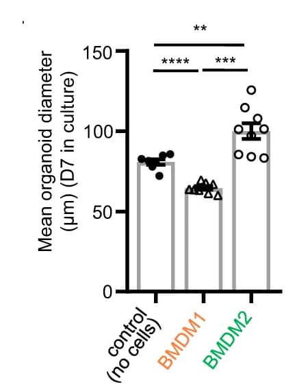 Open access visualization of Bar Plot, Error Bars, Scatter Plot, Quantification, Diameter