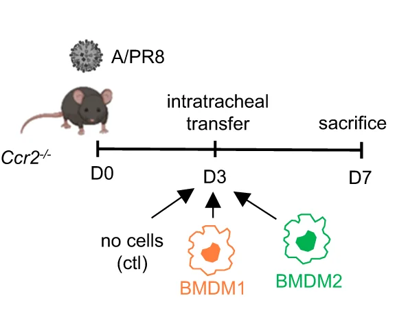 Open access visualization of Workflow, Illustration, Schematic Representation, BMDM Transfer, IAV Infection